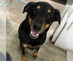 Small #1 Rottweiler Mix