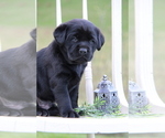Puppy Ripton Labrador Retriever