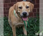 Small Photo #2 Labrador Retriever-Unknown Mix Puppy For Sale in Washington, DC, USA