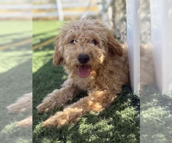 Medium Photo #3 Goldendoodle-Poodle (Toy) Mix Puppy For Sale in MENIFEE, CA, USA