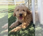 Small #2 Goldendoodle-Poodle (Toy) Mix