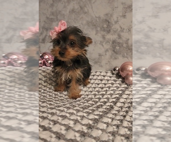 Medium Photo #2 Yorkshire Terrier Puppy For Sale in INDIANAPOLIS, IN, USA