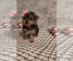 Small #1 Yorkshire Terrier