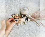 Small #25 Chihuahua