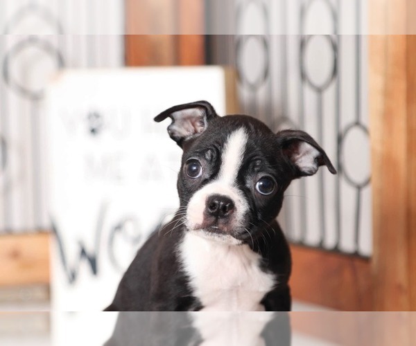 Medium Photo #2 Boston Terrier Puppy For Sale in NAPLES, FL, USA