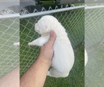 Small #10 Labradoodle