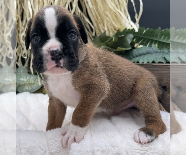 Medium Photo #8 Boxer Puppy For Sale in PAWNEE CITY, NE, USA