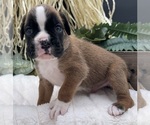 Small #7 Boxer