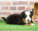 Small #6 Bernese Mountain Dog