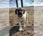 Small #5 Mastiff
