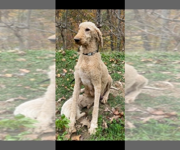 Medium Photo #1 Goldendoodle Puppy For Sale in WEAVERVILLE, NC, USA