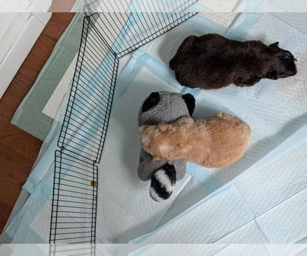 Medium Photo #4 Mutt Puppy For Sale in Aurora, IN, USA