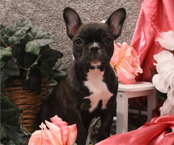 Medium Photo #3 French Bulldog Puppy For Sale in THORP, WI, USA