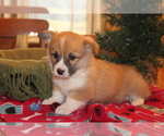 Small Photo #13 Pembroke Welsh Corgi Puppy For Sale in MALTA, OH, USA