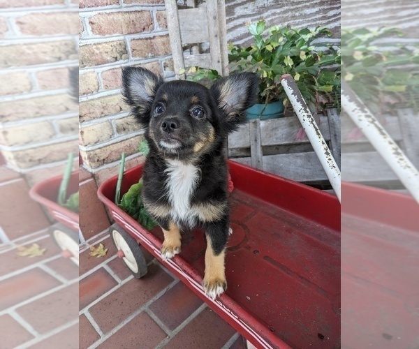 Medium Photo #9 Chihuahua Puppy For Sale in LEBANON, PA, USA