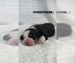 Small Photo #8 Miniature Australian Shepherd Puppy For Sale in NEW PORT RICHEY, FL, USA
