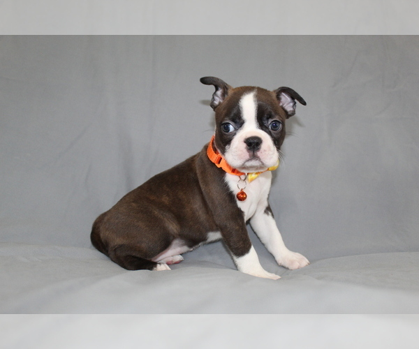 Medium Photo #5 Boston Terrier Puppy For Sale in BROOKSVILLE, FL, USA