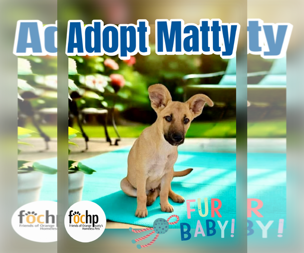 Medium Photo #2 Mutt Puppy For Sale in Menifee, CA, USA