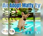 Small #1 Mutt