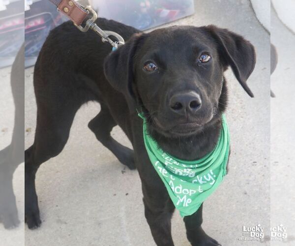 Medium Photo #6 Labrador Retriever-Retriever  Mix Puppy For Sale in Washington, DC, USA
