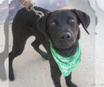 Small #5 Labrador Retriever-Retriever  Mix