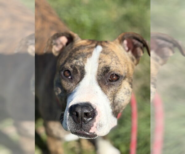 Medium Photo #3 Staffordshire Bull Terrier-Unknown Mix Puppy For Sale in Chico, CA, USA