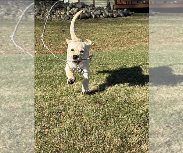 Medium Photo #4 Labrador Retriever-Unknown Mix Puppy For Sale in Oak Bluffs, MA, USA
