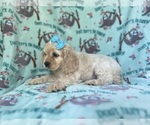 Small #4 Cocker Spaniel