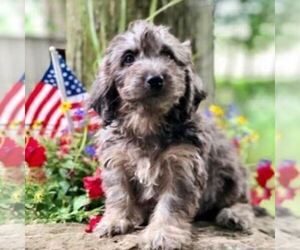 Goldendoodle (Miniature) Puppy for sale in DRY RUN, PA, USA