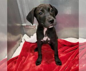 American Staffordshire Terrier-Unknown Mix Dogs for adoption in San Antonio, TX, USA