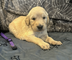 Puppy Lavender Golden Retriever