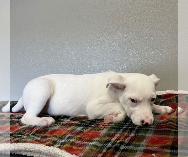 Medium Photo #10 English Setter-Labrador Retriever Mix Puppy For Sale in Osgood, IN, USA
