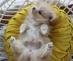 Small Photo #6 Pomeranian Puppy For Sale in COLUMBIA, MO, USA