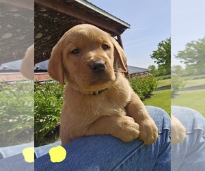 Labrador Retriever Puppy for Sale in FONDA, New York USA