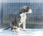 Small #8 Great Dane