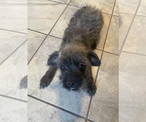 French Bulldog-Poodle (Miniature) Mix Puppy for sale in MARRERO, LA, USA