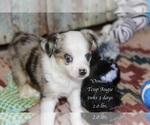 Small Photo #14 Aussie-Corgi Puppy For Sale in LIND, WA, USA