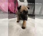 Small Photo #128 Belgian Malinois Puppy For Sale in REESEVILLE, WI, USA