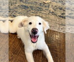 Small #2 Great Pyrenees