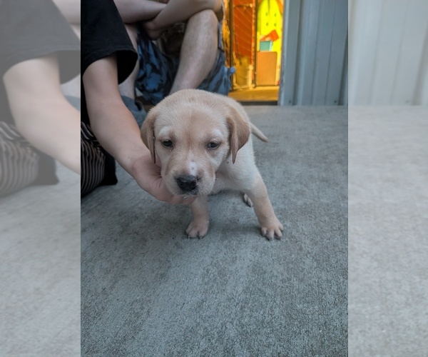 Medium Photo #11 Labrador Retriever Puppy For Sale in PIERSON STATION, IL, USA