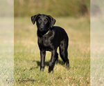 Small Photo #2 Labrador Retriever-Unknown Mix Puppy For Sale in Tampa, FL, USA