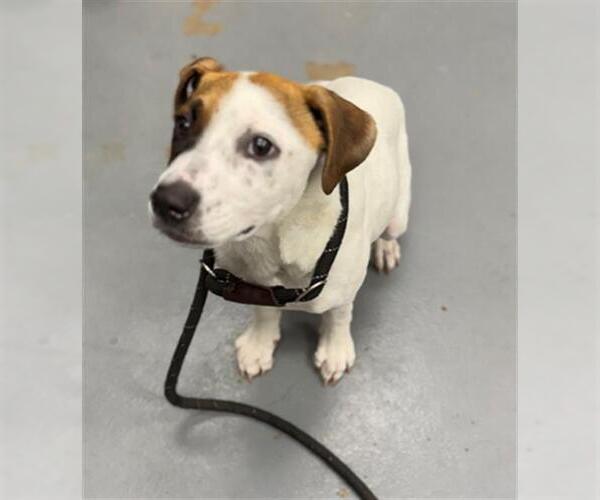 Medium Photo #1 Mutt Puppy For Sale in Peoria, IL, USA