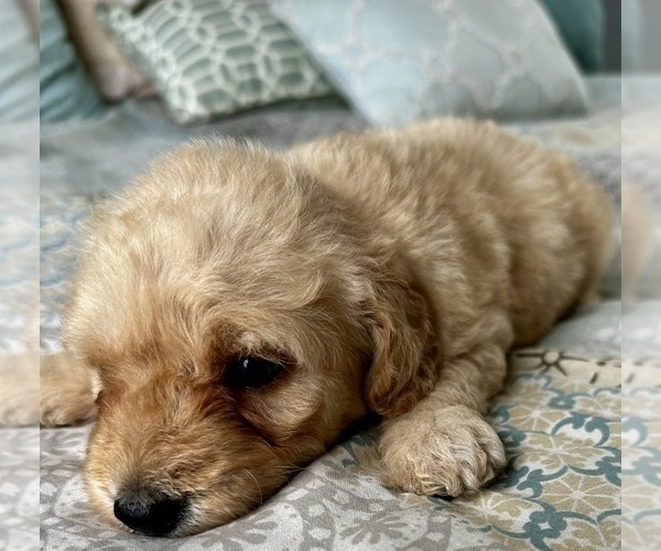 Medium Photo #27 Goldendoodle (Miniature) Puppy For Sale in PENSACOLA, FL, USA