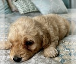 Small Photo #27 Goldendoodle (Miniature) Puppy For Sale in PENSACOLA, FL, USA
