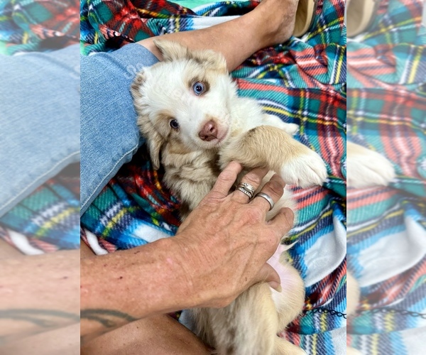 Medium Photo #2 Miniature Australian Shepherd Puppy For Sale in EXETER, MO, USA