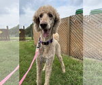 Small Poodle (Standard) Mix