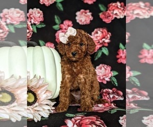 Cavapoo Puppy for sale in QUARRYVILLE, PA, USA