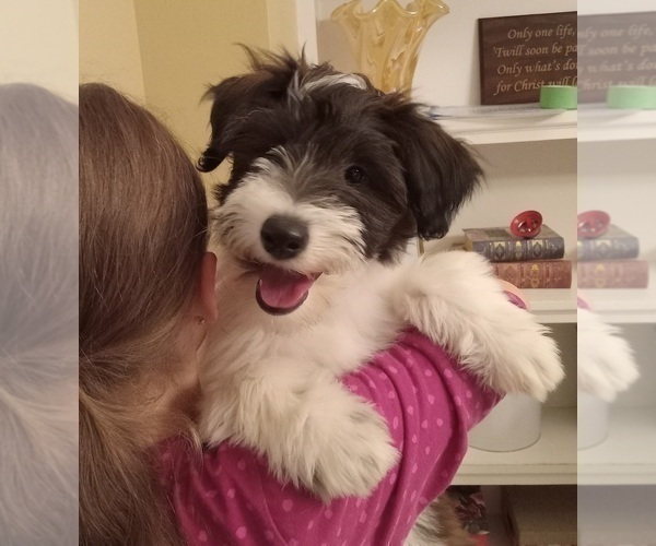 Medium Photo #23 Cadoodle Puppy For Sale in PERU, IN, USA