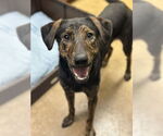 Small #3 Plott Hound-Retriever  Mix