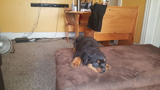 Rottweiler Puppy for sale in BUFFALO, NY, USA